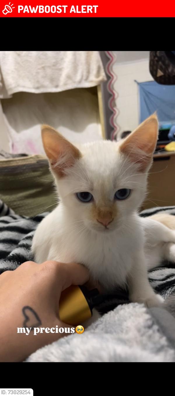 Lost Female Cat last seen Bruce st , Redbank Plains, QLD 