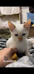 Lost Female Cat last seen Bruce st , Redbank Plains, QLD 