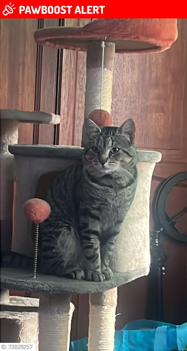 Lost Male Cat last seen Last seen around Talbot Road - South Shields , Tyne and Wear, England NE34 0QJ
