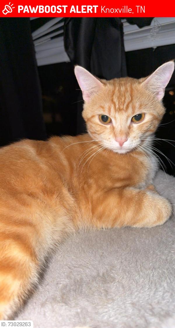 Lost Male Cat last seen Near Carson avenue , Knoxville, TN 37917