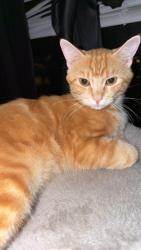 Lost Male Cat last seen Near Carson avenue , Knoxville, TN 37917
