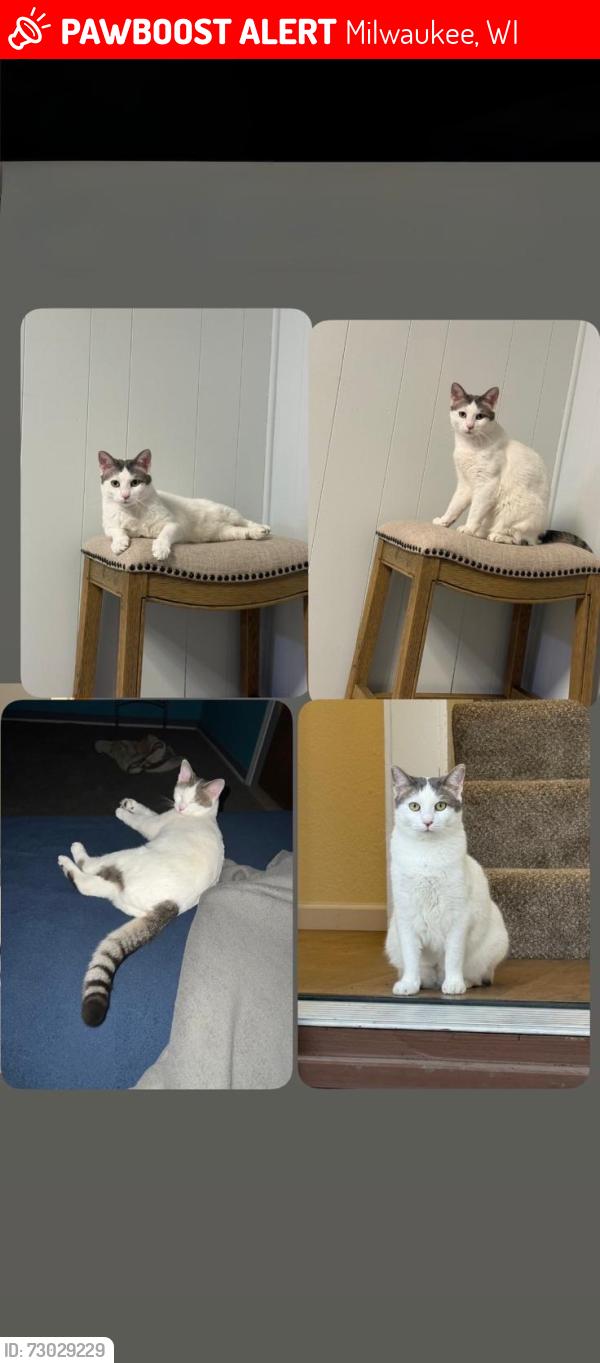Lost Female Cat last seen 11& locus st, Milwaukee, WI 53206
