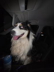 Reunited Unknown Dog last seen Pacoima Rd & Dos Palmas Rd, Mountain View Acres, CA 92392, USA, Mountain View Acres, CA 92392