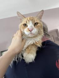 Lost Male Cat last seen Sinaloa and madero, La Quinta, CA 92253