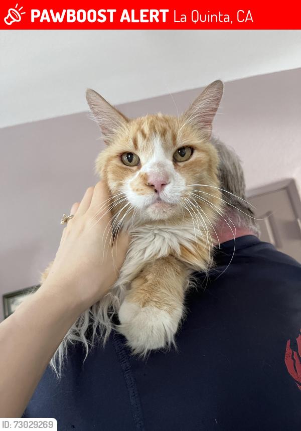 Lost Male Cat last seen Sinaloa and madero, La Quinta, CA 92253