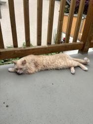Lost Male Cat last seen Near Graveley st Vancouver , Vancouver, BC V5L 3B8