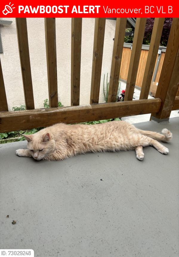 Lost Male Cat last seen Near Graveley st Vancouver , Vancouver, BC V5L 3B8