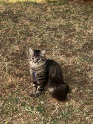 Found/Stray Unknown Cat last seen Payne and Essex, San Jose, CA 95117