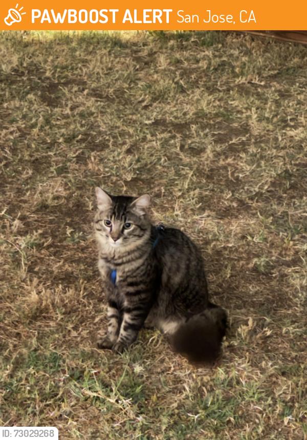 Found/Stray Unknown Cat last seen Payne and Essex, San Jose, CA 95117