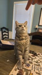 Lost Female Cat last seen Russet Crest Lane/Russet Hill Drive cross street, Hoover, AL 35244