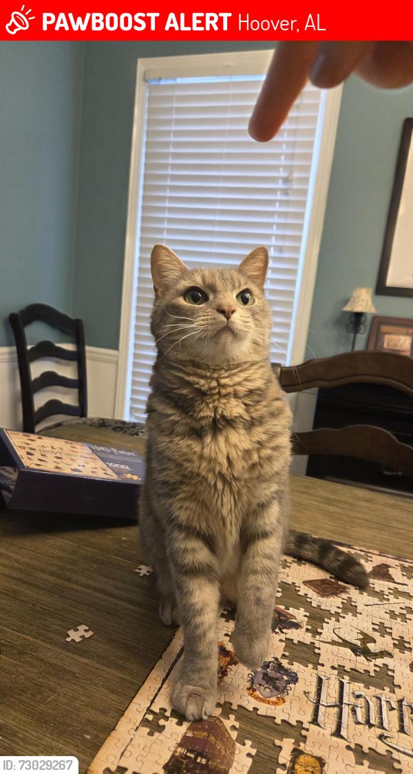 Lost Female Cat last seen Russet Crest Lane/Russet Hill Drive cross street, Hoover, AL 35244