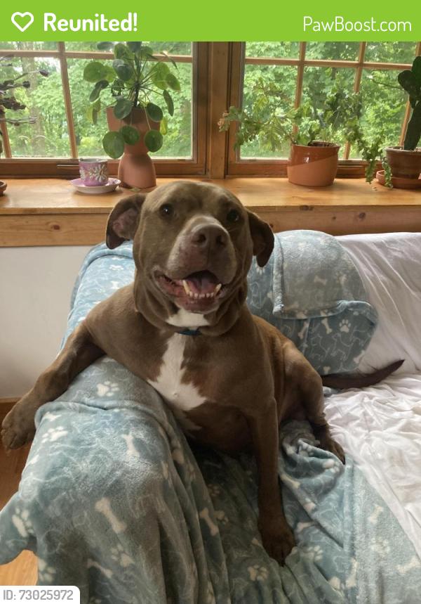 Reunited Male Dog last seen Near Francisridge Dr Cincinnati Oh, Cincinnati, OH 45238