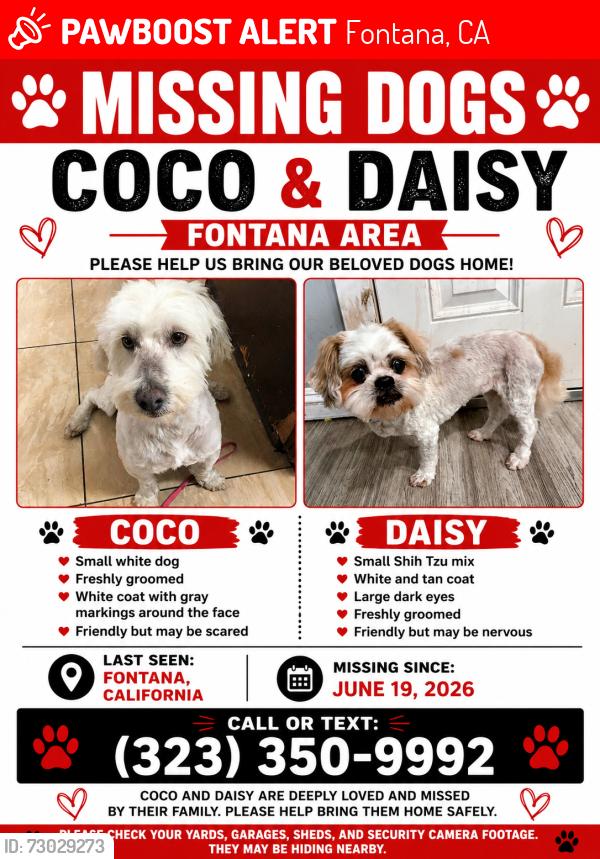Lost Female Dog last seen Venus lane, Fontana, CA 92335