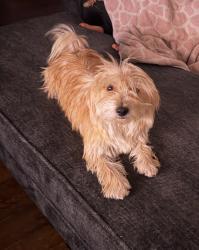 Lost Male Dog last seen W florence ave, Phoenix, AZ 85353