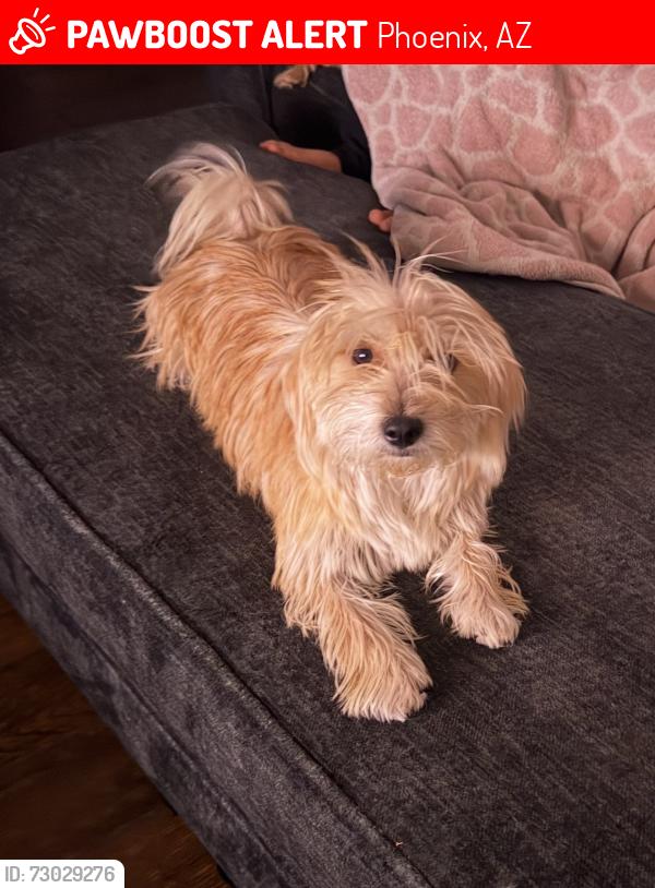 Lost Male Dog last seen W florence ave, Phoenix, AZ 85353