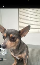 Lost Male Dog last seen Near Old Elsinore Rd, Perris, CA  92570, Perris, CA 92570