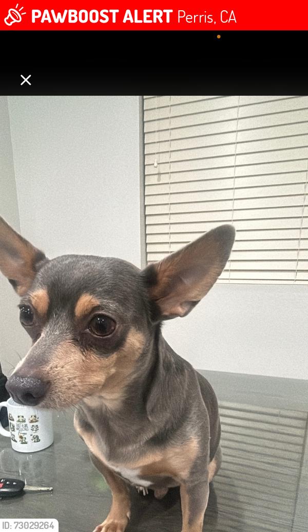 Lost Male Dog last seen Near Old Elsinore Rd, Perris, CA  92570, Perris, CA 92570