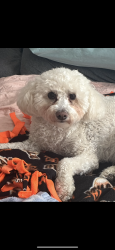 Lost Male Dog last seen Lick mill park , Santa Clara, CA 95054