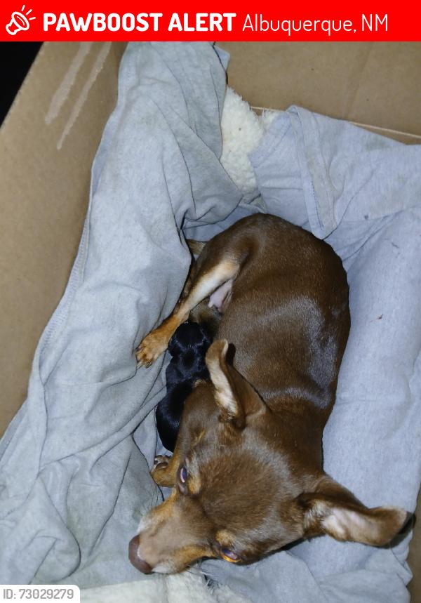 Lost Female Dog last seen Quail abd sequoia, Albuquerque, NM 87120