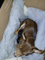 Lost Female Dog last seen Quail abd sequoia, Albuquerque, NM 87120