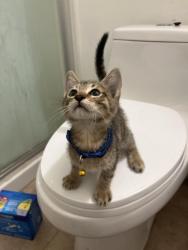 Found/Stray Unknown Cat last seen Manchester and Figueroa by popeyes, Los Angeles, CA 90061