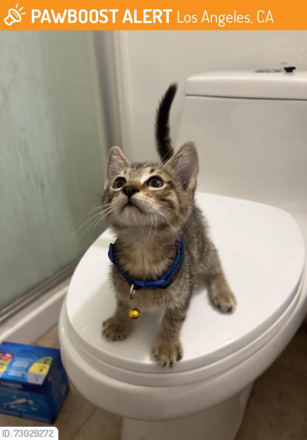 Found/Stray Unknown Cat last seen Manchester and Figueroa by popeyes, Los Angeles, CA 90061