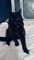 Lost Male Cat last seen Celestial Rd , Poway, CA 92064