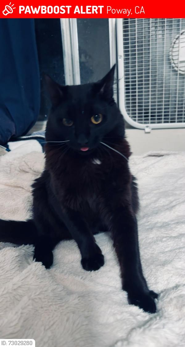 Lost Male Cat last seen Celestial Rd , Poway, CA 92064