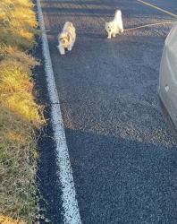 Found/Stray Female Dog last seen Peltier Road, San Joaquin County, CA 95220