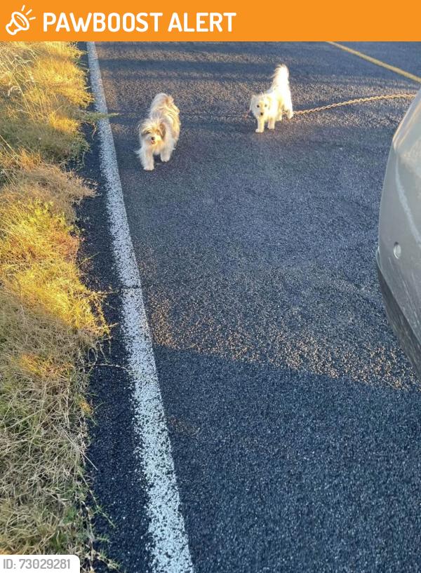 Found/Stray Female Dog last seen Peltier Road, San Joaquin County, CA 95220