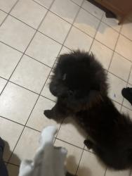 Reunited Male Dog last seen Near 38th St, San Diego, CA 92105, USA, San Diego, CA 92105