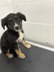 Shelter Stray Male Dog last seen Near BLOCK E TYLER AVE FRESNO CA, 5277 E Airways Blvd, Fresno, CA 93727, USA