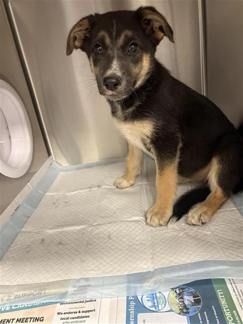 Shelter Stray Female Dog last seen Near BLOCK E TYLER AVE FRESNO CA, 5277 E Airways Blvd, Fresno, CA 93727, USA
