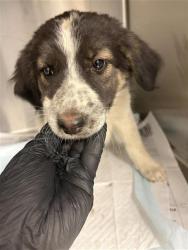 Shelter Stray Female Dog last seen Near BLOCK E TYLER AVE FRESNO CA, 5277 E Airways Blvd, Fresno, CA 93727, USA