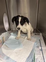 Shelter Stray Female Dog last seen Near BLOCK E TYLER AVE FRESNO CA, 5277 E Airways Blvd, Fresno, CA 93727, USA