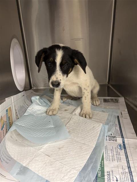 Shelter Stray Female Dog last seen Near BLOCK E TYLER AVE FRESNO CA, 5277 E Airways Blvd, Fresno, CA 93727, USA