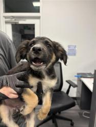 Shelter Stray Female Dog last seen Near BLOCK E TYLER AVE FRESNO CA, 5277 E Airways Blvd, Fresno, CA 93727, USA