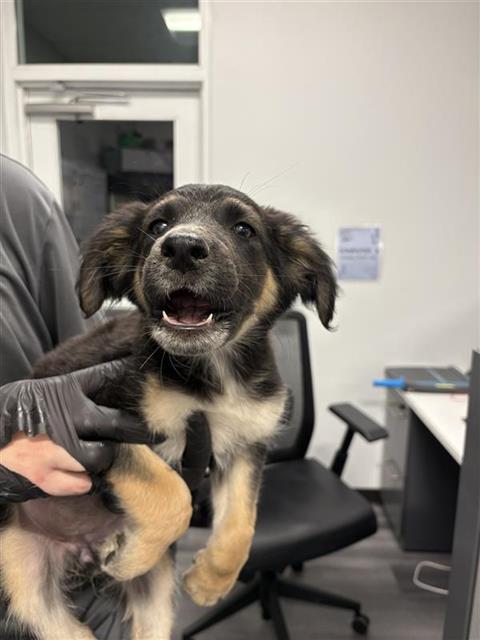 Shelter Stray Female Dog last seen Near BLOCK E TYLER AVE FRESNO CA, 5277 E Airways Blvd, Fresno, CA 93727, USA