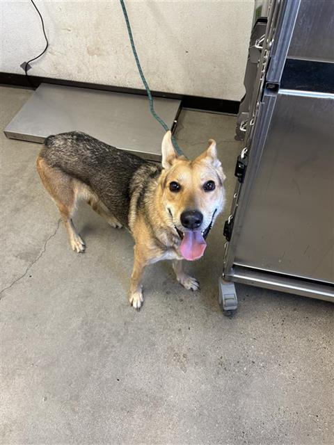 Shelter Stray Female Dog last seen Near BLOCK N SPALDING, 5277 E Airways Blvd, Fresno, CA 93727, USA
