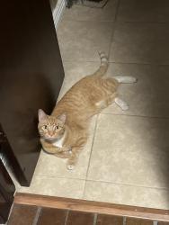 Reunited Female Cat last seen Village Green Park, Aurora, CO 80012
