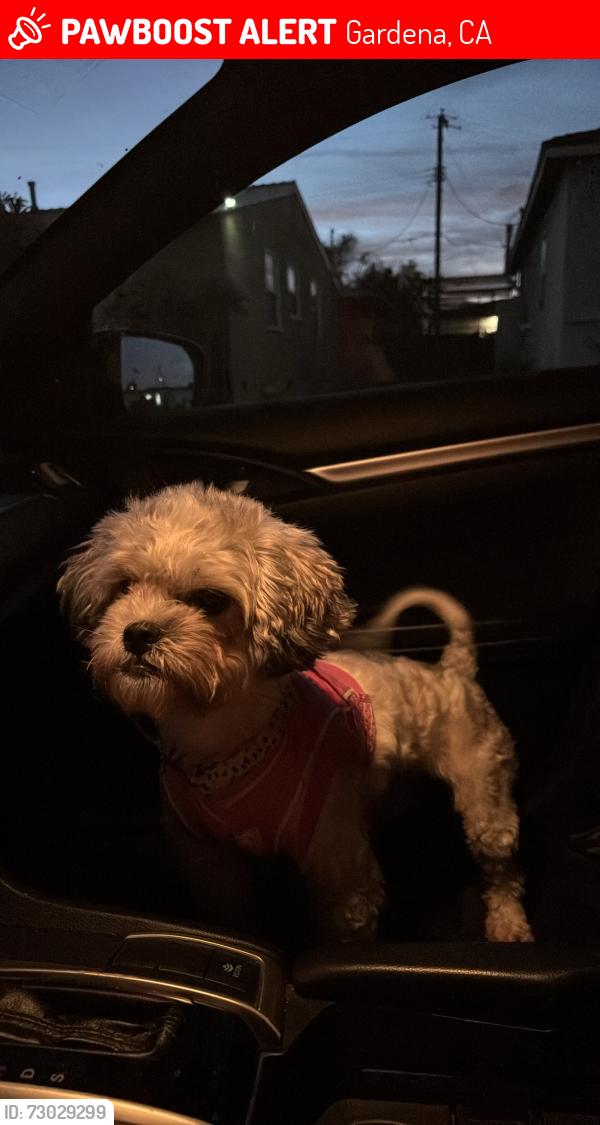 Lost Female Dog last seen Near s orchard av gardena 90247, Gardena, CA 90247