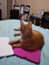 Lost Male Cat last seen Crestway, Glenvista, Meadow Glen, Keller, TX 76244