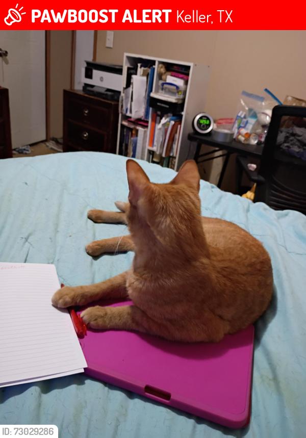 Lost Male Cat last seen Crestway, Glenvista, Meadow Glen, Keller, TX 76244