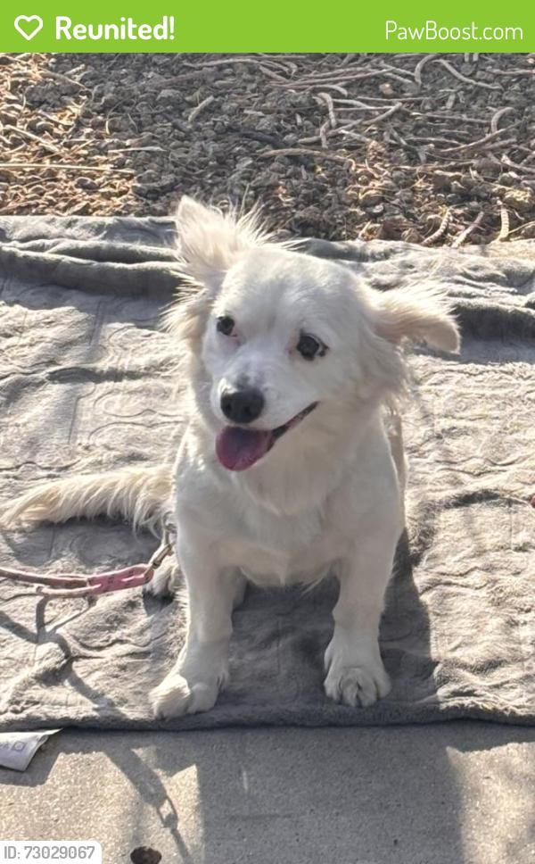 Reunited Female Dog last seen Near freeway southbound , Scottsdale, AZ 85251