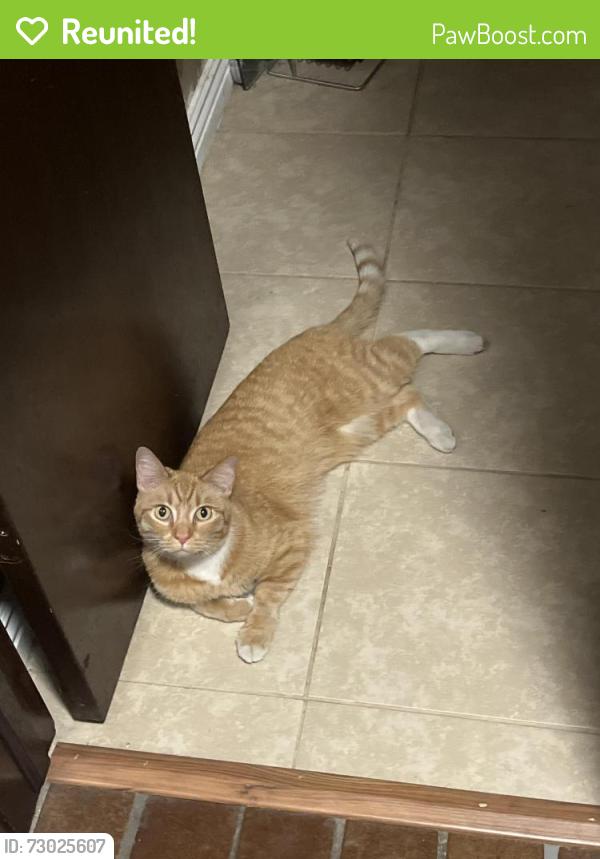 Reunited Female Cat last seen Village Green Park, Aurora, CO 80012