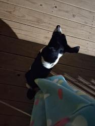 Found/Stray Male Dog last seen Virginia avenue, Etowah, TN 37331