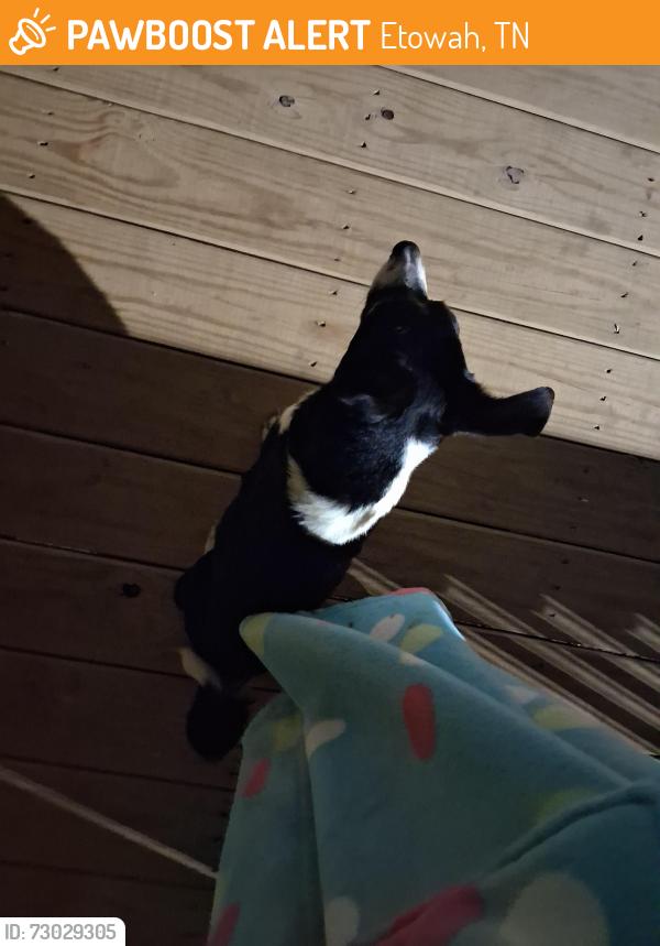 Found/Stray Male Dog last seen Virginia avenue, Etowah, TN 37331