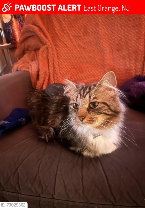 Lost Female Cat last seen Monroe ave, Mcadoo, PA, McAdoo, PA 18237