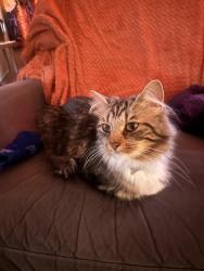 Lost Female Cat last seen Monroe ave, Mcadoo, PA, McAdoo, PA 18237