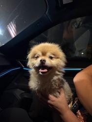 Found/Stray Male Dog last seen Lincoln loop, Fontana, CA 92336